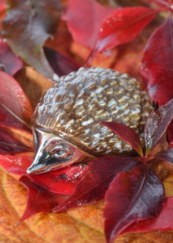 Saturno Silver hedgehog
